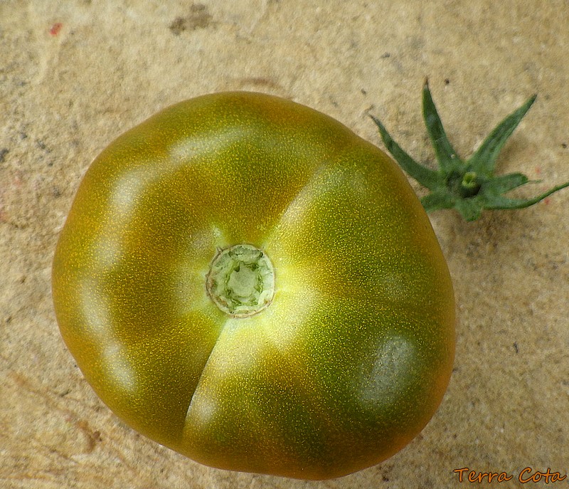 terra cota fruit 1.jpg