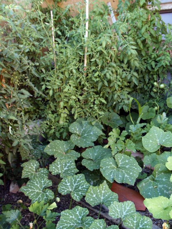 courges-tomates.jpg