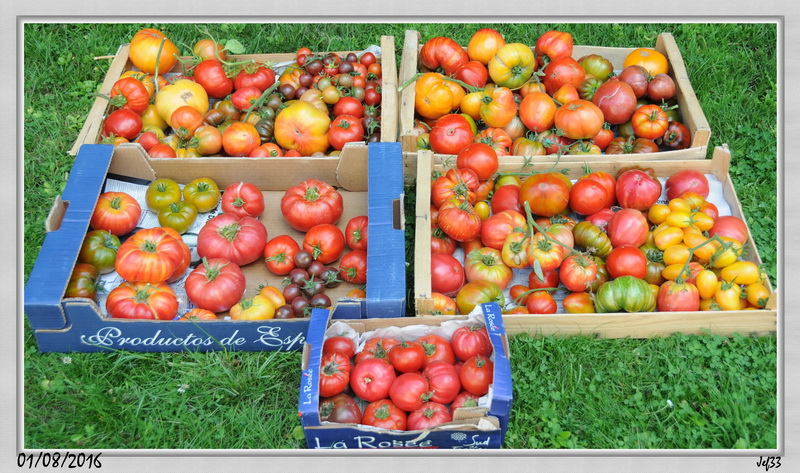 Récolte Tomates.JPG