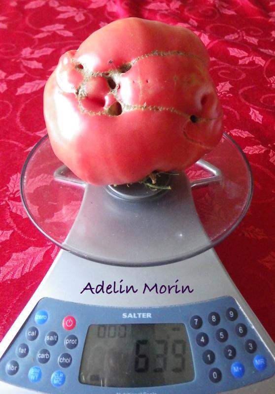 Adelin Morin 639 g 1.8.2016.jpg