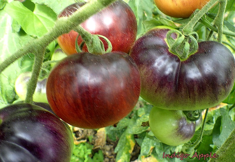 Indigo apple fruitspied.jpg