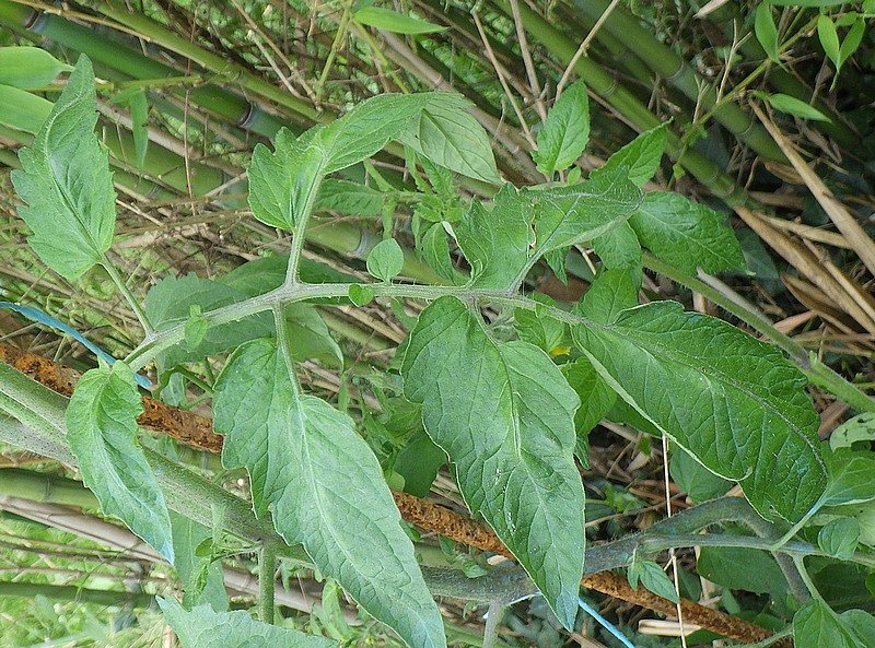 black Beauty feuille.jpg