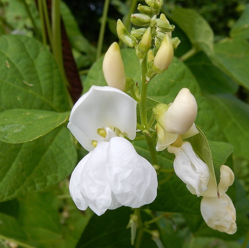 judion de la granja fleurs.jpg