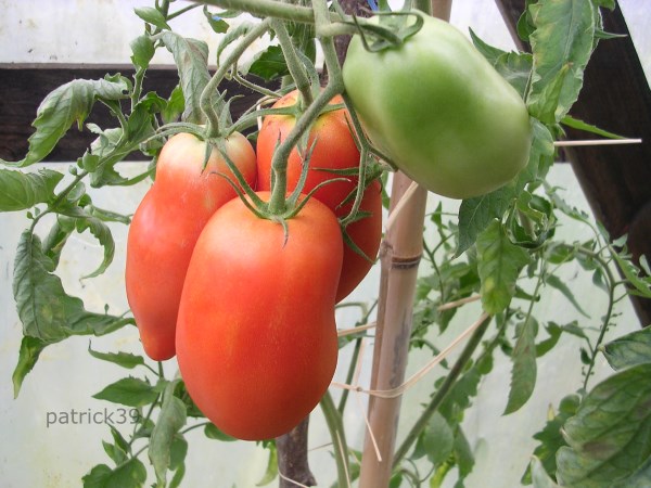 tomatesp1.jpg