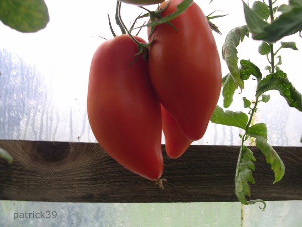 tomatesp2.jpg