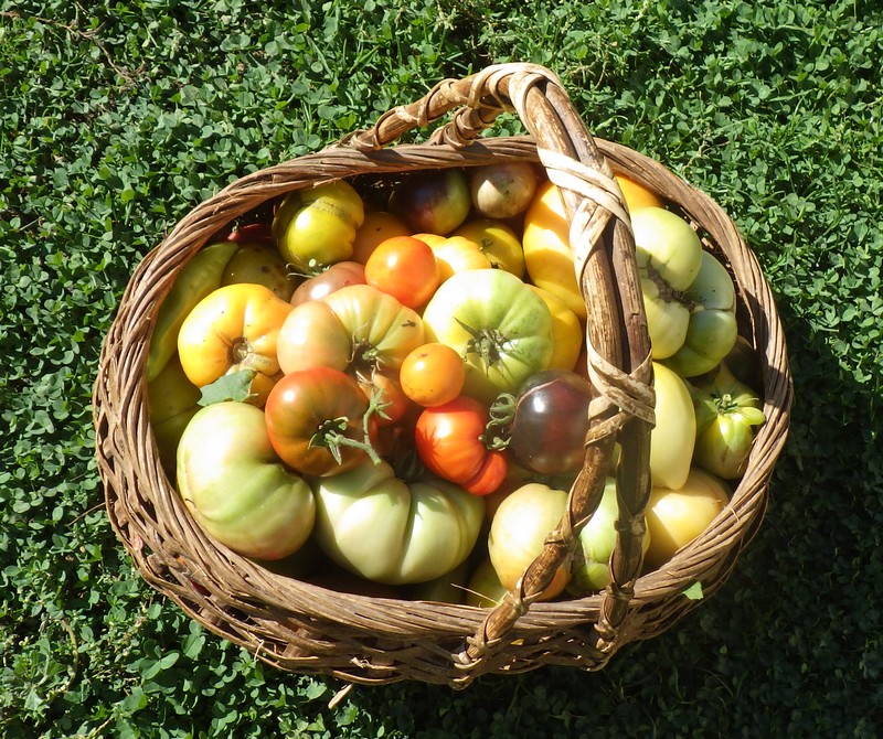 panier tomate 03.jpg