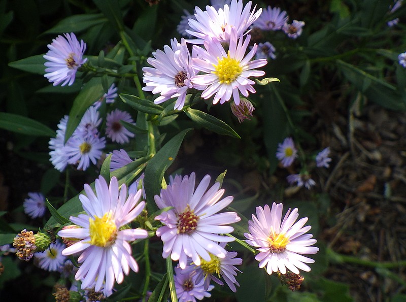 aster 01.jpg