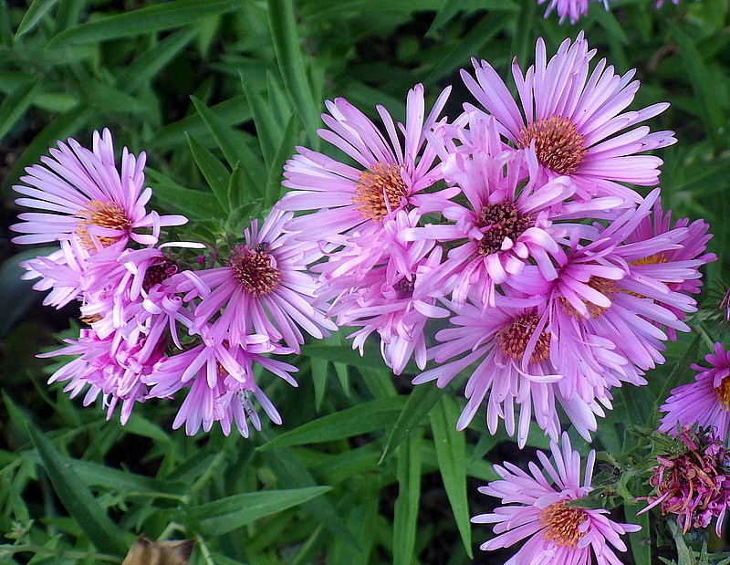 aster 02.jpg