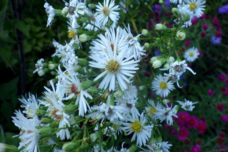 Aster 03.jpg