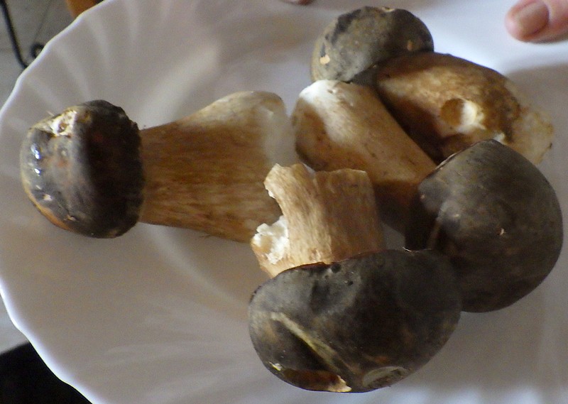 champignons.jpg