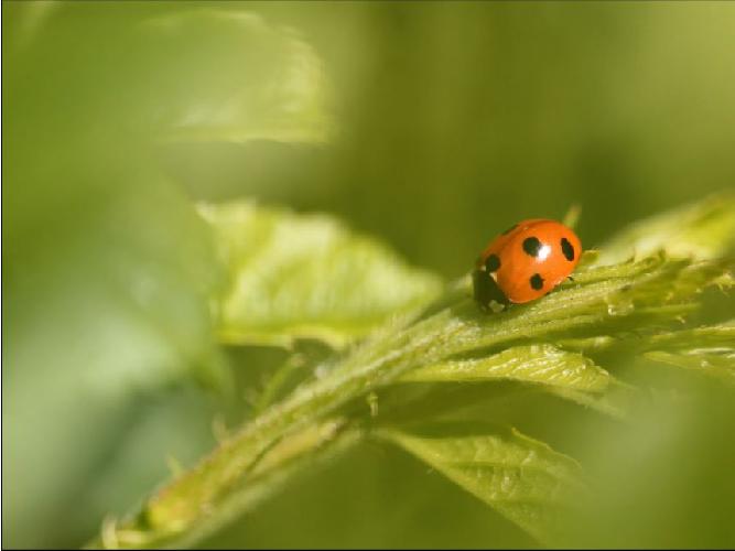 coccinelle-conf.JPG