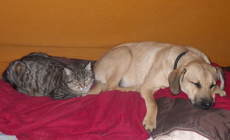 chien et chat.jpg