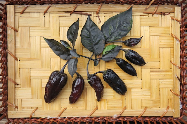 Black Bhut Jolokia (Elisa 3).jpg