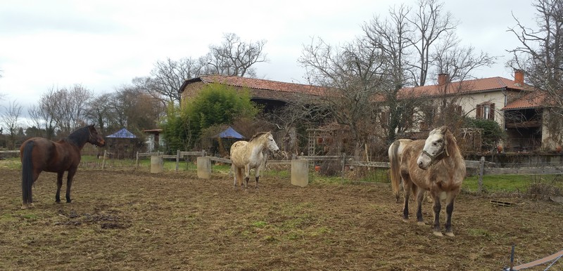 chevaux maison.jpg