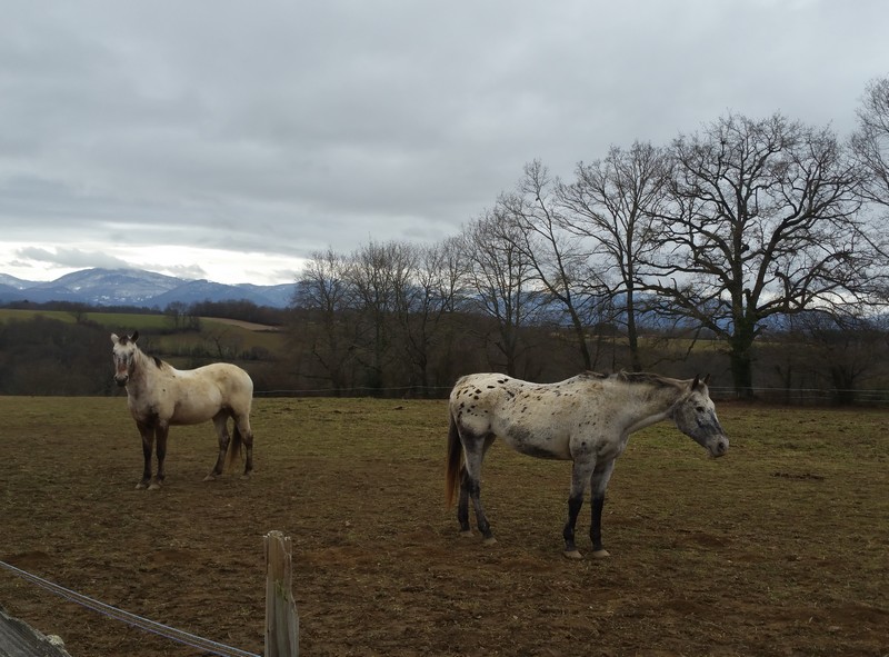 chevaux paysage.jpg