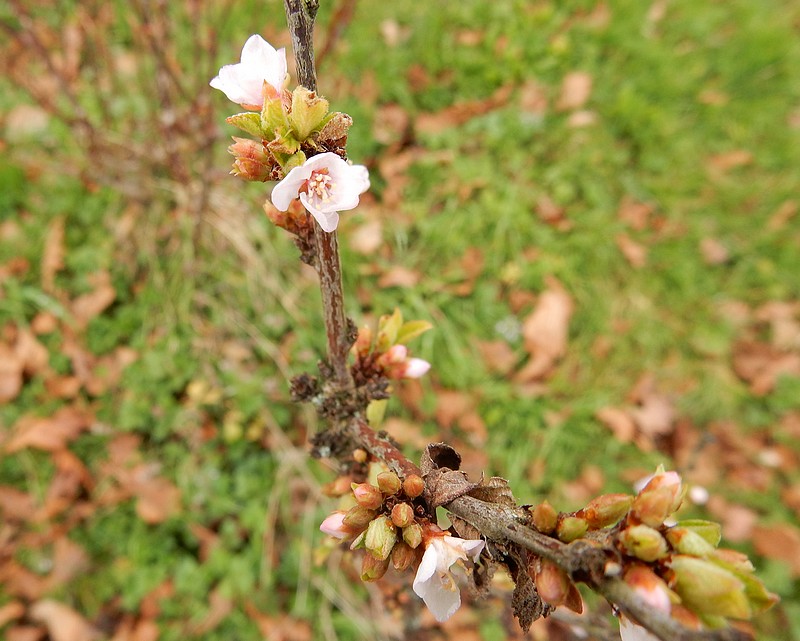 ragouminier fleurs.jpg