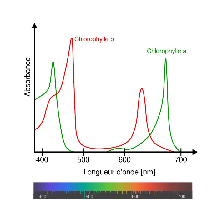 710px-Chlorophyll_ab_spectra-fr.jpg