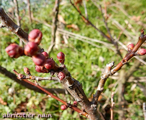 abricotier nain, branche.jpg