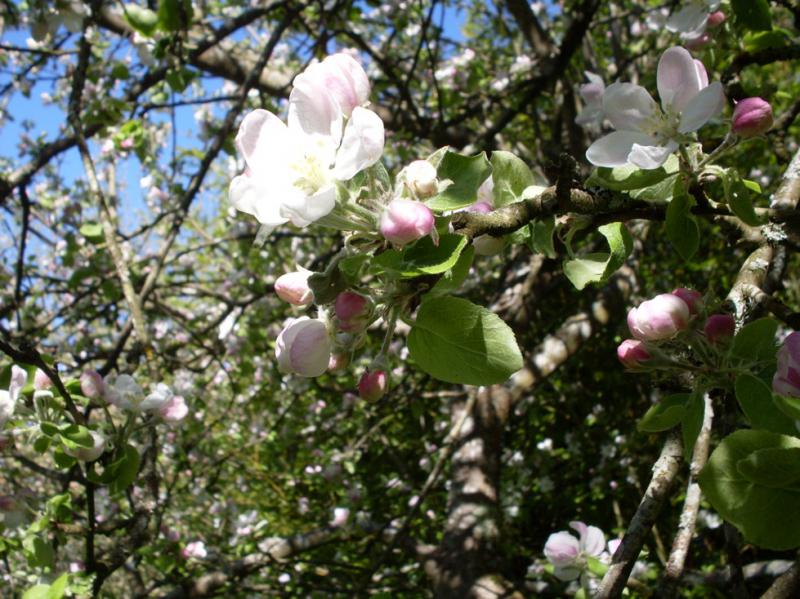 Fleurs de pommier.jpg