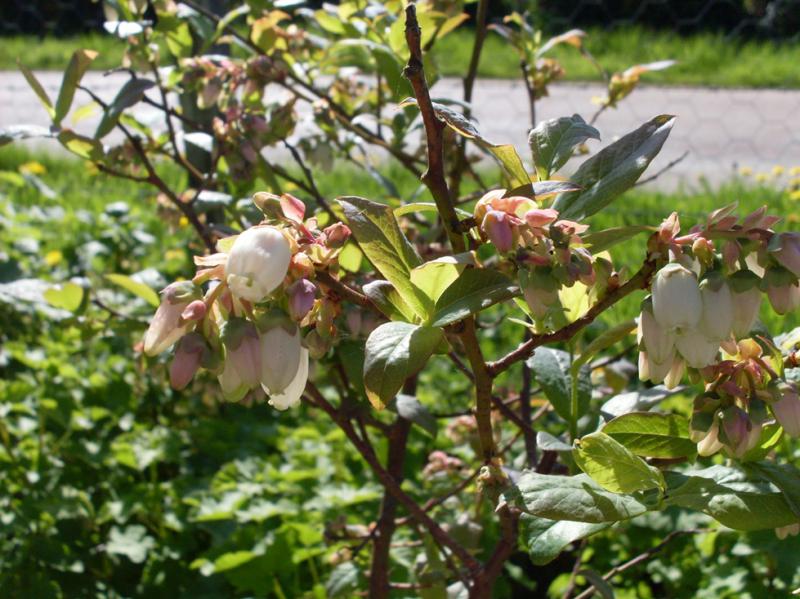 Fleurs de myrtille.jpg