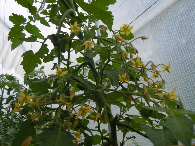 Solanum Lycopersicum (Gelb Dettilwein)_DSCN6247.JPG