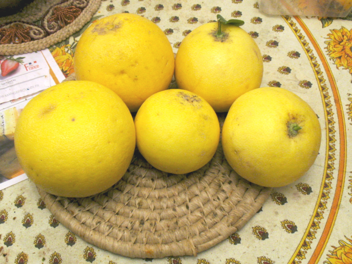 pomelos.png