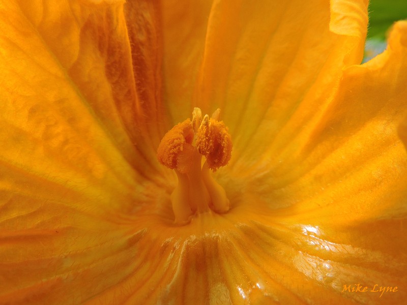 fleur male cucurbitacee_DSCN2129.jpg