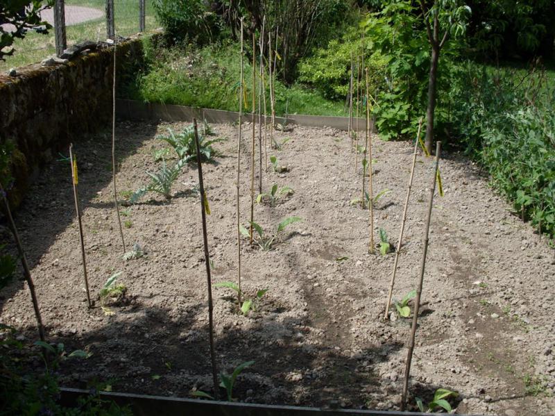 Artichauts plantés-rdt.jpg