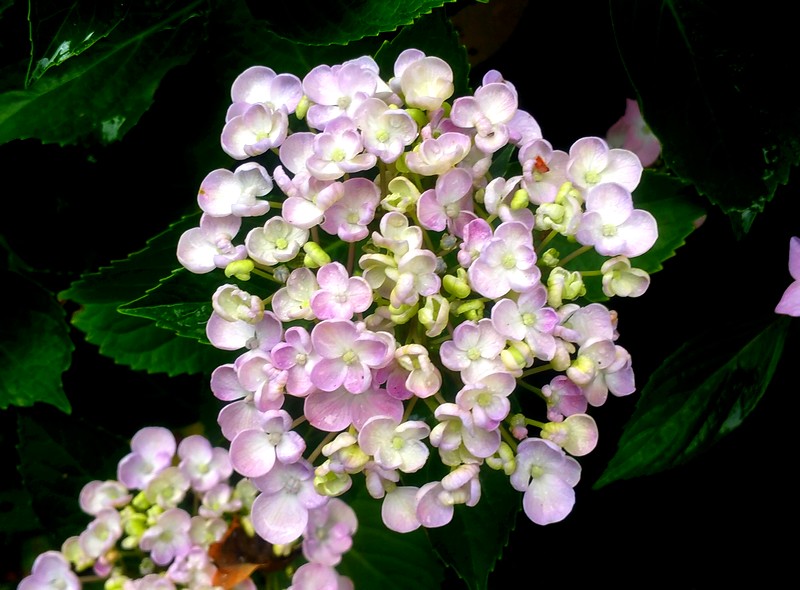 hortensia 03.jpg