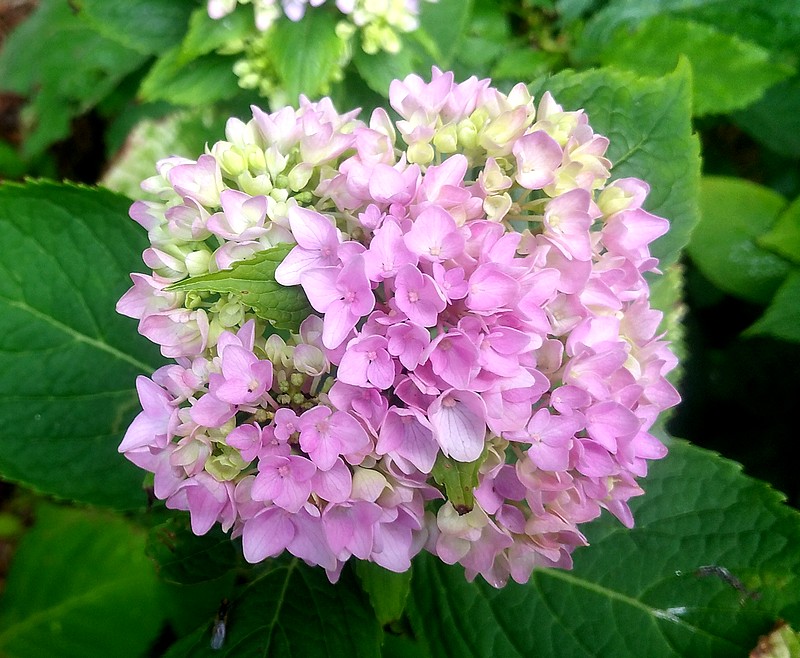 hortensia 04.jpg