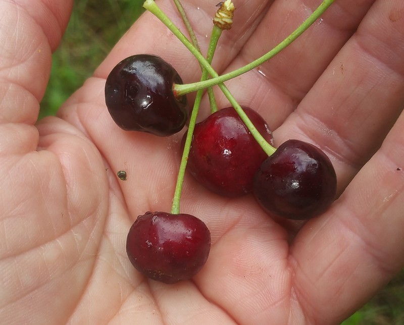 cerises noires.jpg