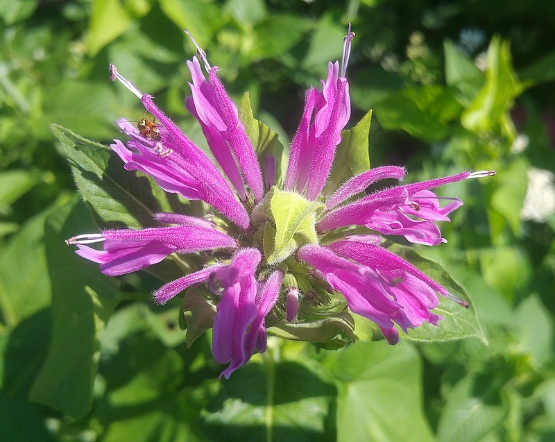 monarde fistuleuse.jpg