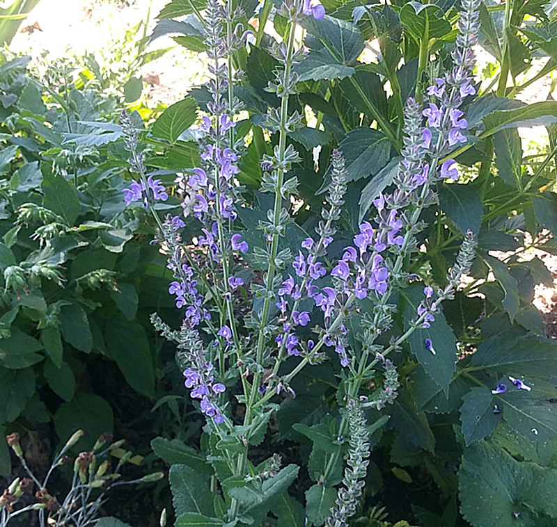 salvia pratensis.jpg