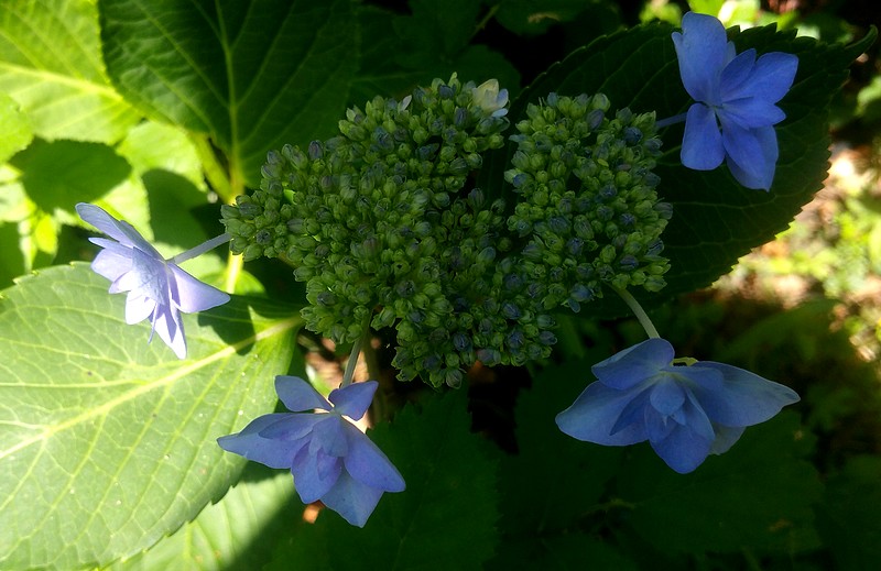 hortensia bleu.jpg