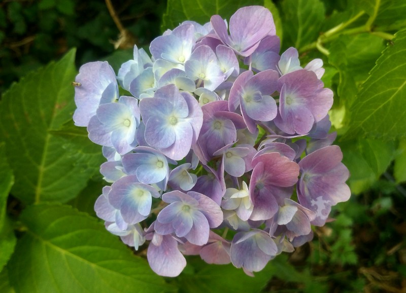 hortensia 10.jpg