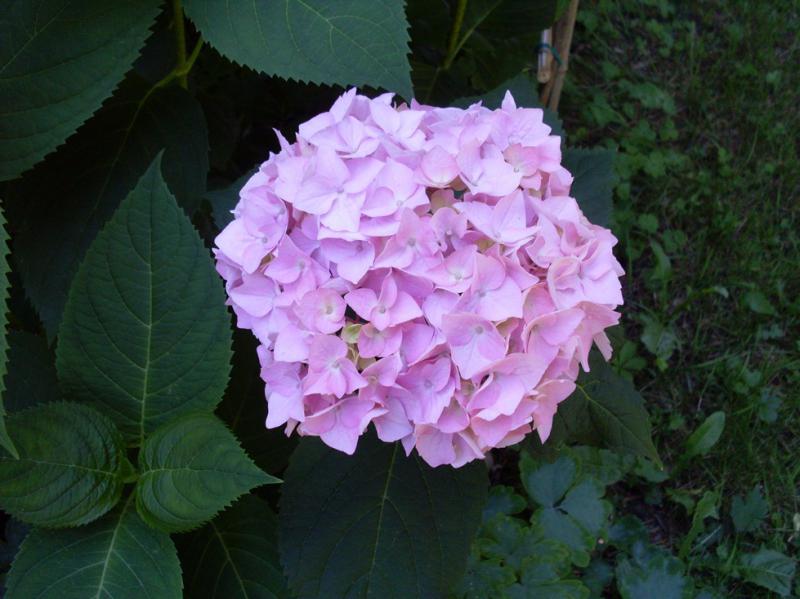 Hortensia rdt.jpg