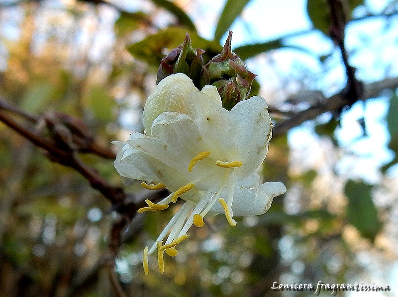 lonicera fragrantissima.jpg