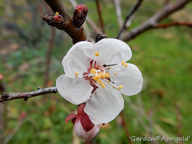 fleur abricotier nain.jpg