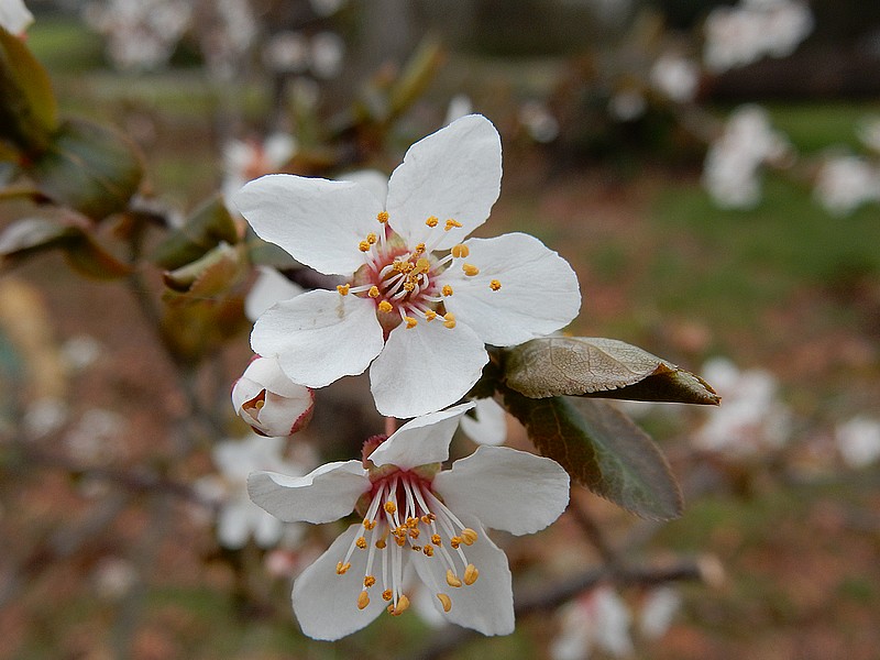 fleur de prunier.jpg