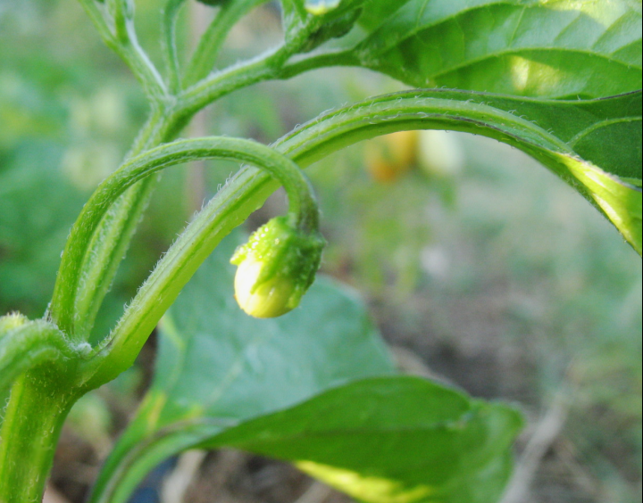 PimAMARillo-bouton.png