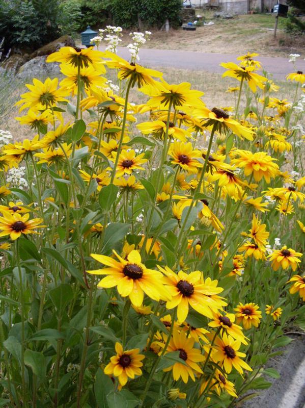 Rudbeckias rdt.jpg