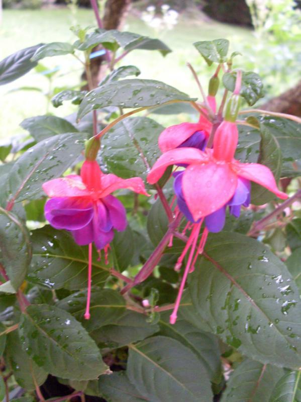 Fuchsias debut juillet rdt.jpg