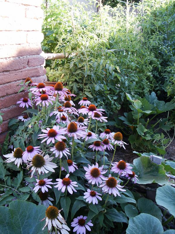 echinacea-purpurea.jpg