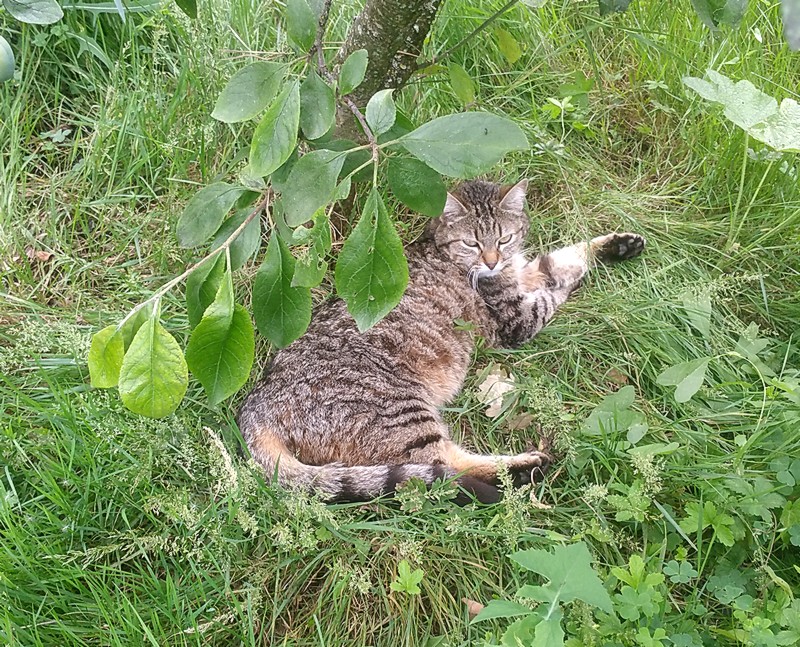 tigre de jardin.jpg