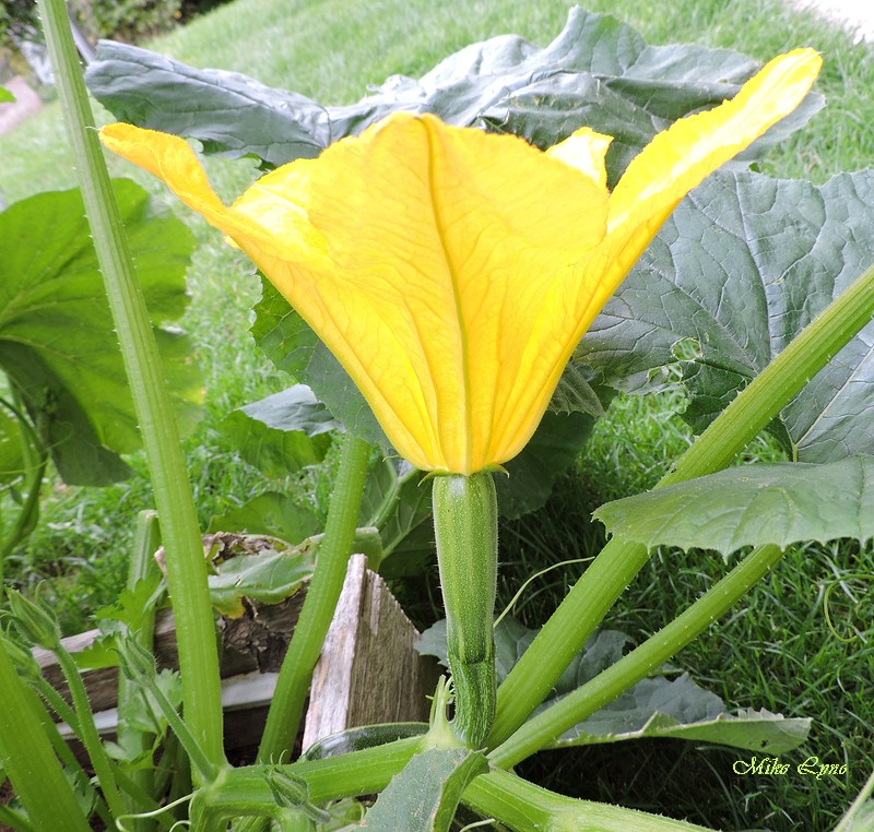 courgette_fleur_femelle_DSCN2165.JPG