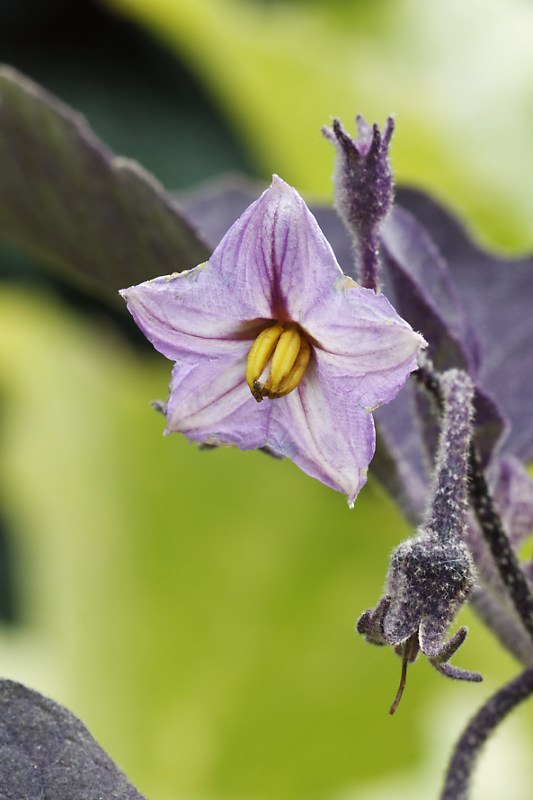 Aubergine_Pulsa_Purple_Cluster_photo_Chriscal___MG_1213_DxO.jpg