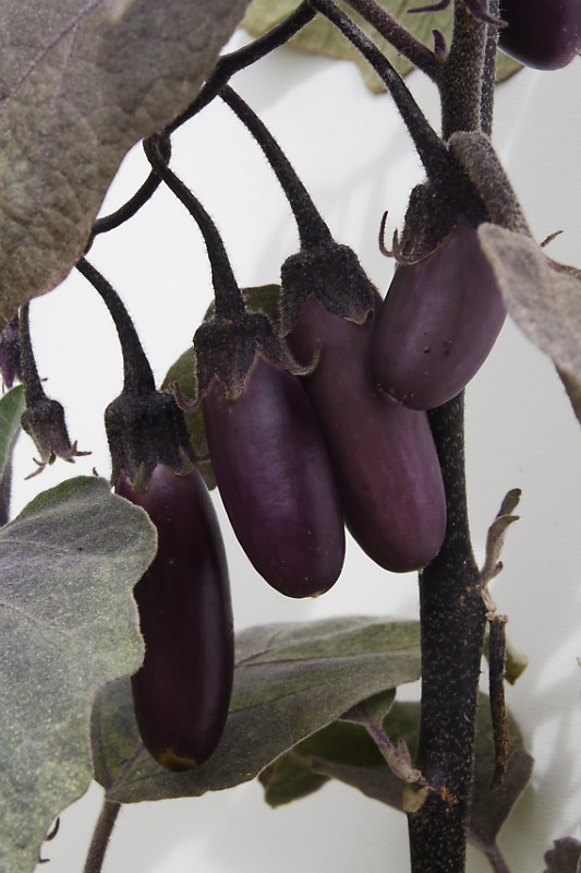 Aubergine_Pulsa_Purple_Cluster_photo_Chriscal__MG_1219_DxO.jpg