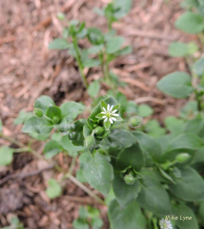 Stellaria media_Mouron des Oiseaux_Mouron blanc.jpg