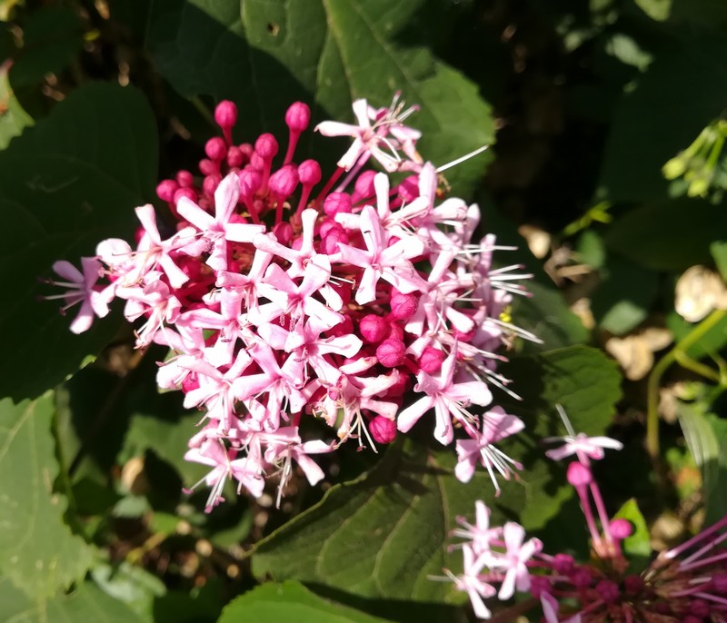 clerodendron bungei.jpg