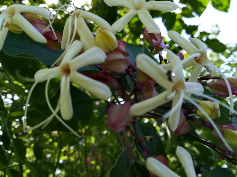 clerodendron trichotomum 1.jpg